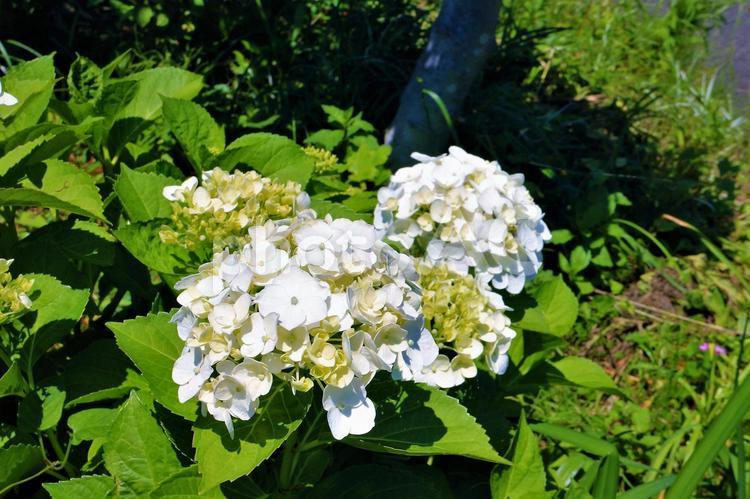 真っ白いアジサイ　 アジサイ,紫陽花,白い花の写真素材