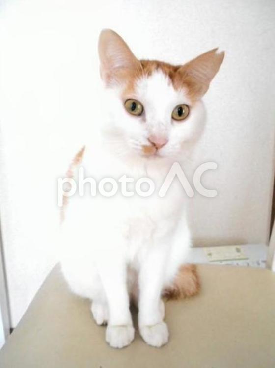 まだ痩せていた若かった頃のさくら猫・メス 猫,さくら猫,メス猫の写真素材