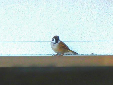 日本の鳥 日本の鳥の写真