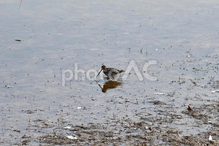 今日もタシギがいました タシギ,野外,野鳥の写真素材