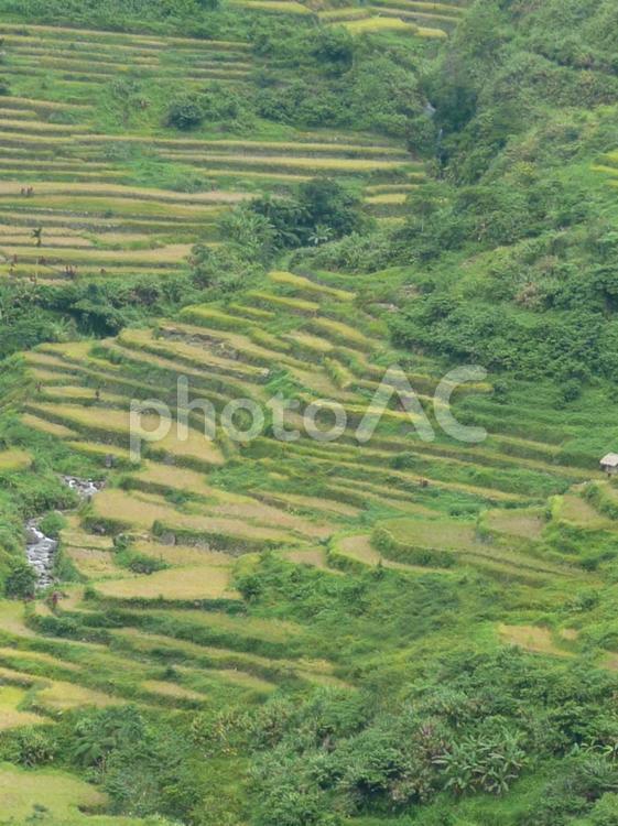 フィリピン　バナウェイの棚田 フィリピン,バナウェイ,棚田の写真素材