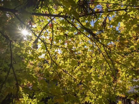 木漏れ日に染まる秋の黄葉 木漏れ日に染まる秋の黄葉 黄葉,紅葉,秋の写真素材