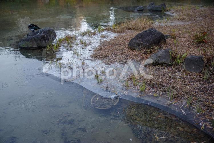 氷が張った池 氷,池,寒いの写真素材