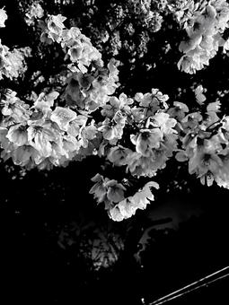 Cherry Blossoms at Night, JPG