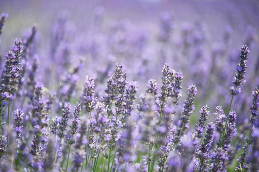 Lavender fields at Oishi Park, Lake Kawaguchi, JPG