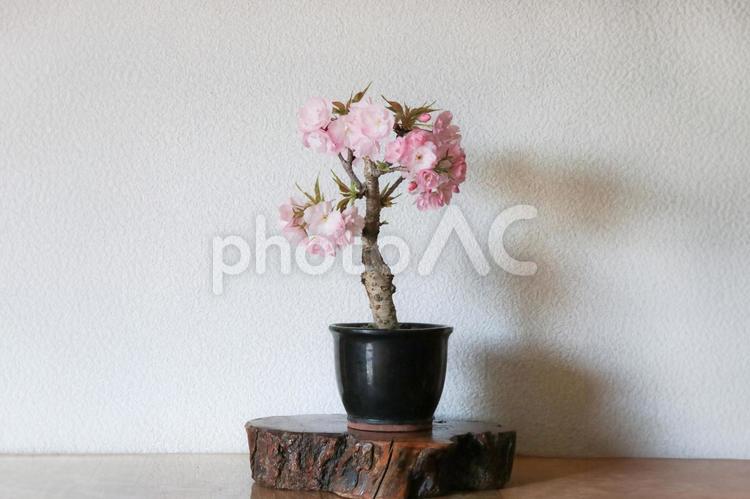 満開の桜盆栽（旭山桜） 桜盆栽,桜,盆栽の写真素材