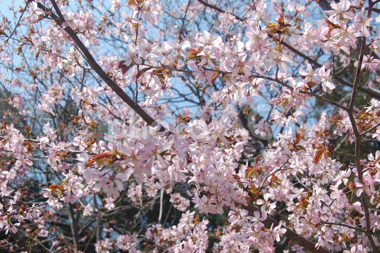 風景～サクラ2 さくら,サクラ,桜の写真素材