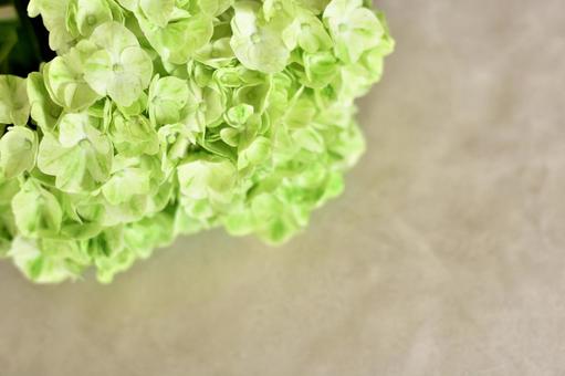 グリーンの紫陽花 グリーンの紫陽花の写真
