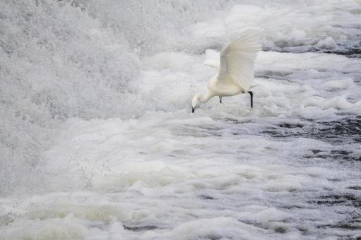 コサギの狩り⑷の写真
