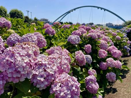ふれあい橋とアジサイ(紫陽花) ふれあい橋とアジサイ(紫陽花) アジサイ,紫陽花,ふれあい橋の写真素材