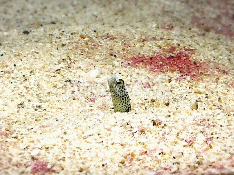 チンアナゴ チンアナゴ,海,生き物の写真素材