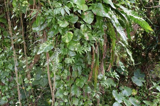 荒れた放棄地に生えてる植物 荒れた放棄地に生えてる植物 植物,荒廃,放棄地の写真素材