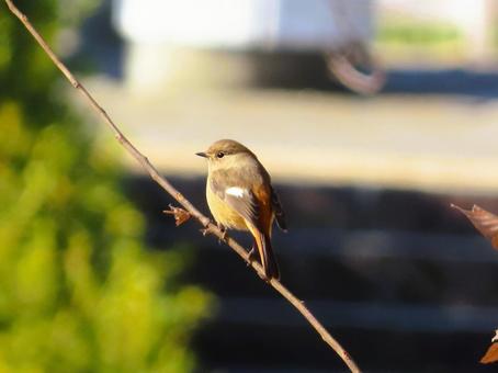 ジョウビタキのメス ジョウビタキのメス ジョウビタキ,鳥,野鳥の写真素材