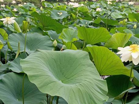 ハスの花 ハス,花,風景の写真素材