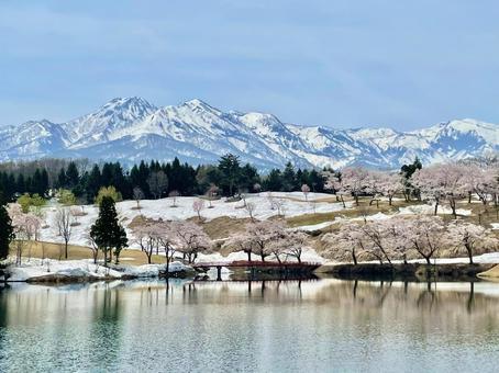 桜 桜 山,川,春の写真素材