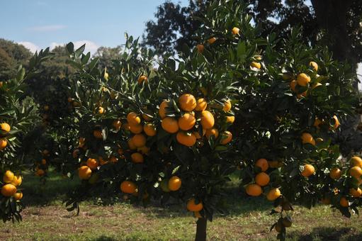 青空とミカン 青空,みかん,植物の写真素材