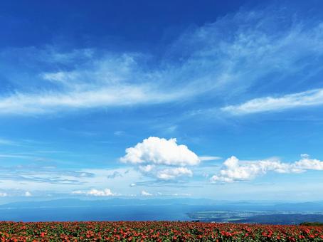 展望台から見る青空と花畑 展望台から見る青空と花畑の写真