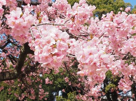 満開の桜の花 満開の桜の花の写真