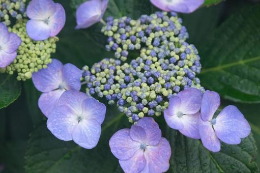 紫陽花 紫陽花の写真