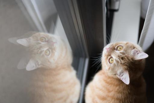 Brown tabby cat, JPG