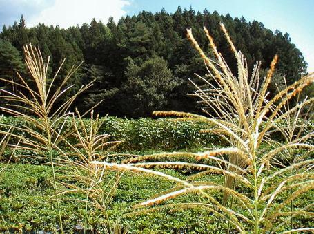 夏の風景 夏の風景の写真