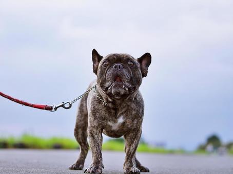 フレンチブルドッグのポートレート フレンチブルドッグのポートレート 犬,フレンチブルドッグ,フレブルの写真素材