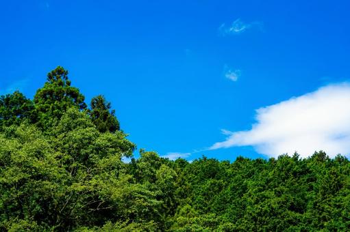 夏の青空と森林 夏の青空と森林 青空,森林,森の写真素材