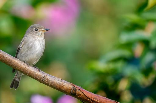 枝にとまるコサメビタキ・コピースペース コサメビタキ,野鳥,鳥の写真素材