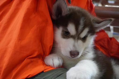 アラスカンマラミュートの赤ちゃん　ひき アラスカン・マラミュート,アラスカンマラミュート,赤ちゃんの写真素材