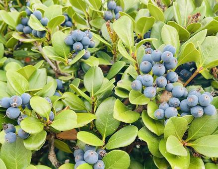 シャリンバイ シャリンバイ,実,ブルーの写真素材