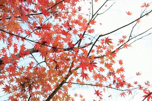 空と紅葉 空と紅葉の写真