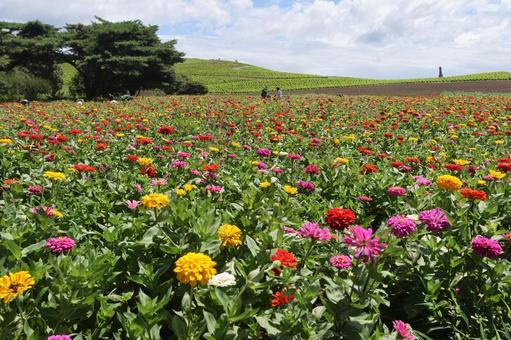 ジニア ジニア ジニア,百日草,花畑の写真素材