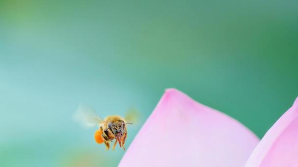 ミツバチの飛翔正面ピンク色の蓮の花緑背景 ミツバチの飛翔正面ピンク色の蓮の花緑背景の写真