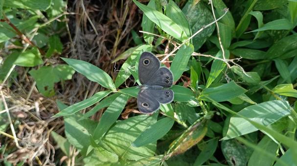 Photo, butterfly, shimeira namijanomet, gramineae, 