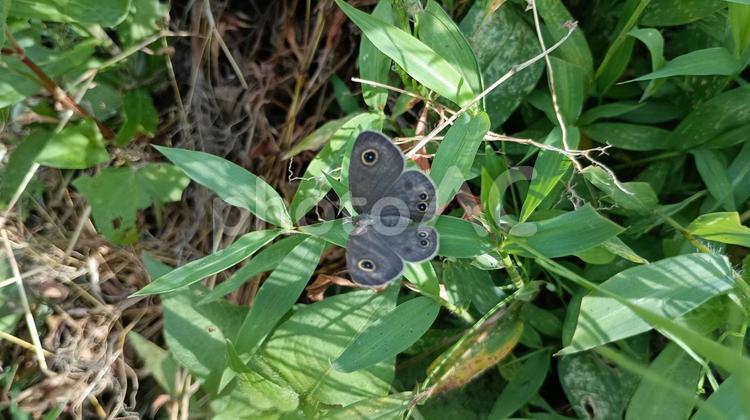 イネ科植物に産卵するヒメウラナミジャノメ 蝶,ヒメウラナミジャノメ,イネ科の写真素材