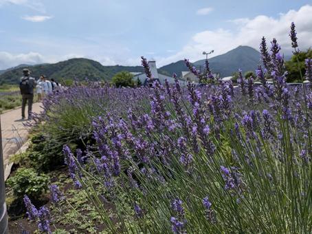 大石公園 ラベンダー 大石公園 ラベンダー 富士山,山梨県,夏の写真素材