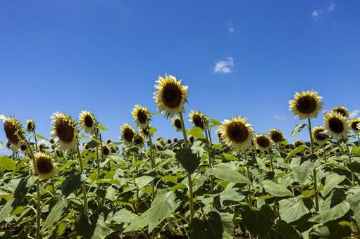 農業公園のひまわり7(田原市) 農業公園のひまわり7(田原市) ひまわり,花,ひまわり畑の写真素材