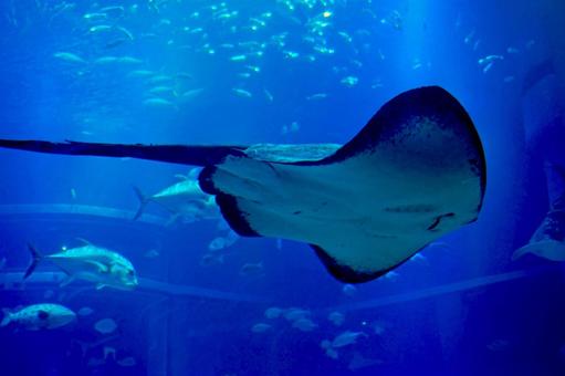 えいの写真素材 写真素材なら 写真ac 無料 フリー ダウンロードok