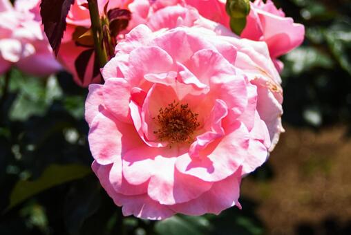 薔薇 薔薇の写真