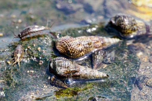 Photo, tideland, creatures, sea urchin, 
