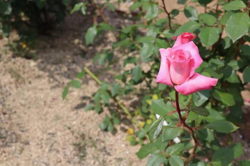 バラ園のかわいい薔薇を見つけ撮りました バラ園のかわいい薔薇を見つけ撮りましたの写真