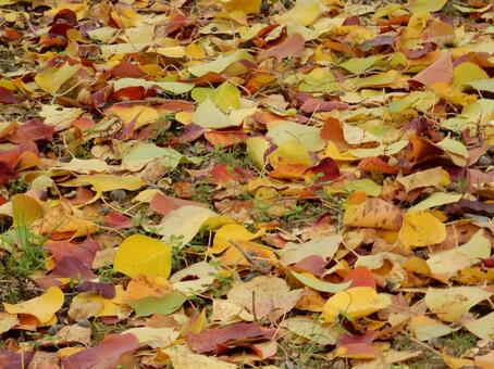 【風景写真】晩秋の風景 落ち葉,植物,季節の写真素材