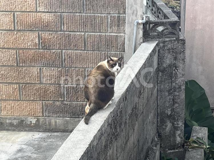 警戒されて近づけない 野良猫,猫,catの写真素材