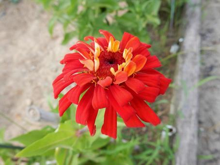 [Flower photo] Zinnia elegans, JPG