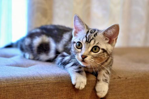 んっ?なにかにゃ?な子猫 んっ?なにかにゃ?な子猫 子猫,kitten,ねこの写真素材