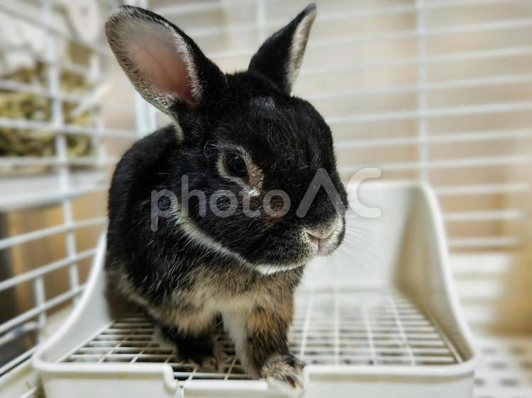 ゲージの中のうさぎ うさぎ,ウサギ,草食動物の写真素材