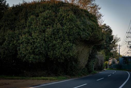 木々に囲まれた田舎道 緑,木々,道の写真素材