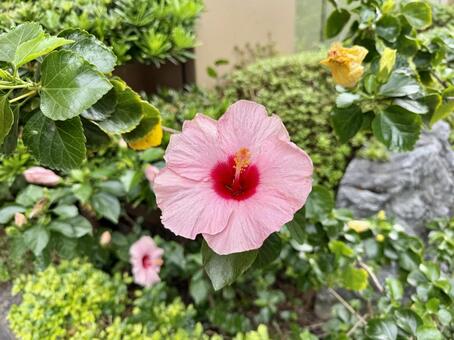 ピンクのハイビスカス ハイビスカス,南国,花の写真素材