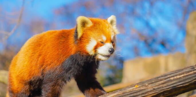 木の上のレッサーパンダ レッサーパンダ,動物,哺乳類の写真素材