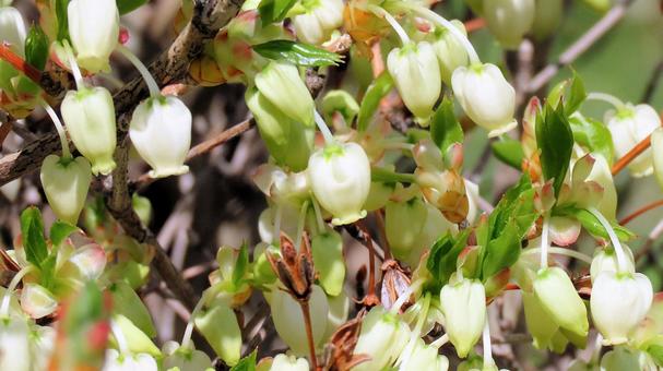 Enkianthus flowers bathed in the spring sunshine, JPG